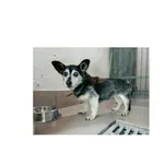 Znaleziono psa, Białystok, 10 czerwca 2022