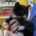 Znaleziono kota, województwo łódzkie, 17 czerwca 2022