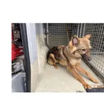 Rufus (nr. rej. P-5128/22) pies ma około roku, przyjechał do Schroniska z ul. Barszczańskiej w dniu 30.05.2022 r.