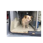 Znaleziono psa, Białystok, 29 maja 2022