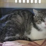 Znaleziono kota, województwo łódzkie, 11 czerwca 2022