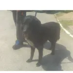 Fragles (nr rej. P-5137/22) pies urodzony w 2014 r., przyjechał do Schroniska z ul. Sobieskiego w dniu 06.06.2022 r.