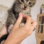 Znaleziono kota, Brzoza, 18 czerwca 2022