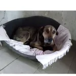 Walter (nr rej. P-5133/22) pies urodzony 2014 r., przyjechał do Schroniska z ul. Jana Pawła II, w dniu 03.06.2022 r.