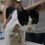 Znaleziono kota, województwo łódzkie, 16 czerwca 2022