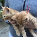 Znaleziono kota, Majdan Zbydniowski, 22 czerwca 2022