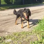 Znaleziono psa, Charzykowy, 22 czerwca 2022