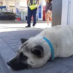 Czyj pies znaleziony,zostawiony