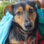 Znaleziono psa, Pawłowo, 22 czerwca 2022