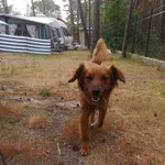 Znaleziono psa, Gdynia, 18 czerwca 2022