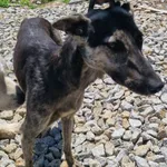 Znaleziono psa, Opatówek, 18 czerwca 2022