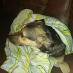 Znaleziono psa, województwo śląskie, 18 czerwca 2022