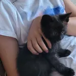 Malutki kotek szuka domu