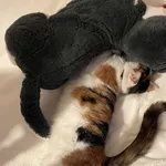 Zaginął kot, Kraków, 24 czerwca 2022