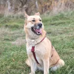 Zaginęła suczka Fanta - nagroda 1000 zł