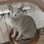 Zaginął kot, Piotrków Trybunalski, 12 czerwca 2022