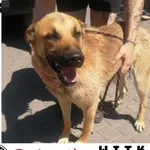 Znaleziono psa, Cegielnia, 24 czerwca 2022