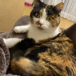 Zaginął kot, Kraków, 18 czerwca 2022