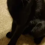 Zaginął kot, województwo opolskie, 25 czerwca 2022