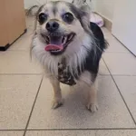 Znaleziono psa, Gdynia, 26 czerwca 2022