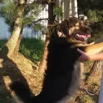 Zaginął pies, Mogilany, 3 października 2017