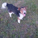 Znaleziono psa, Długosiodło, 26 czerwca 2022