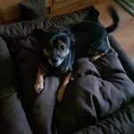 Zaginął pies, Lębork, 18 czerwca 2022