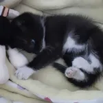 Znaleziono kota, Żmigródek, 25 czerwca 2022