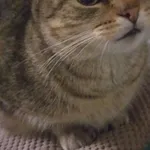 Zaginął kot, Hajnówka, 16 kwietnia 2022