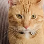 Znaleziono kota, Gdańsk, 25 czerwca 2022