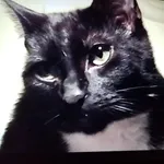 Zaginął kot, województwo łódzkie, 25 czerwca 2022