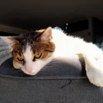 Zaginął kot, Żywiec, 18 lipca 2021