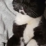 Znaleziono czarnego kota z bialymi dodatkami