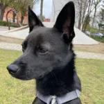 Zaginął pies, Gdańsk, 30 czerwca 2022