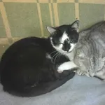 Zaginął czarno biały kocur Piotrków Trybunalski