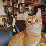 Dzisiaj, 28 czerwca, nad ranem podczas burzy, w okolicy ul. Sportowej w Łodzi na Rudzie Pabianickiej zaginął niespełna roczny, rudy kocurek. Drobny, dość chudy, wykastrowany. Jest bardzo nieufny, nie 