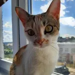 Zaginął kot, Gdynia, 30 czerwca 2022