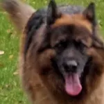 Zaginął pies, Antoniew, 30 czerwca 2022