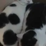 Zaginęły 2 koty w okolicach Dobromierza