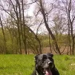 Zaginął pies, Chojnice, 22 czerwca 2015