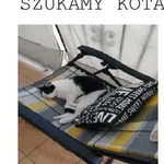 Zaginął kot, Gdynia, 28 czerwca 2022