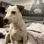 Zaginął pies, Parzęczew, 29 czerwca 2022