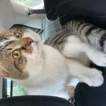 Zaginął kot, województwo łódzkie, 3 lipca 2022