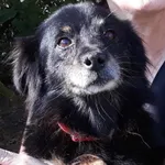 Zaginął pies, Malenie, 28 czerwca 2022