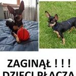 Zaginął pies, Besiekiery, 10 lipca 2022