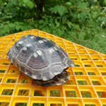 Znaleziono zwierzę, Zagórze, 12 lipca 2022