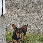 Znaleziono psa, Wrzosów, 13 lipca 2022