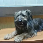 Znaleziono psa, Krynica Morska, 13 lipca 2022