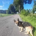 Znaleziono psa owczarek