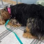 Kudłata młoda suczka znaleziona w Makowie Mazowieckim